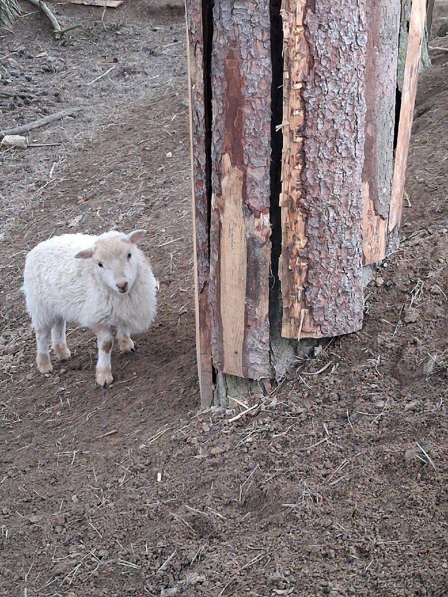 Jehnička ovce skudde - 2