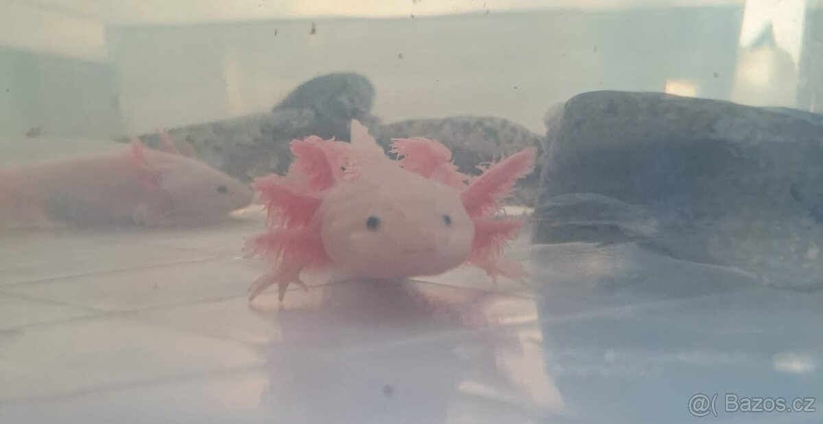Axolotl mexický - 2