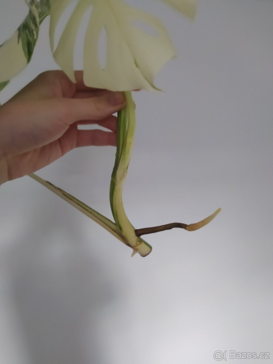 Monstera Albo Variegata - 2