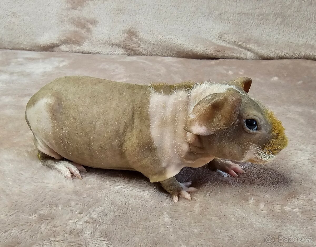 Skinny morče samec s PP - 2