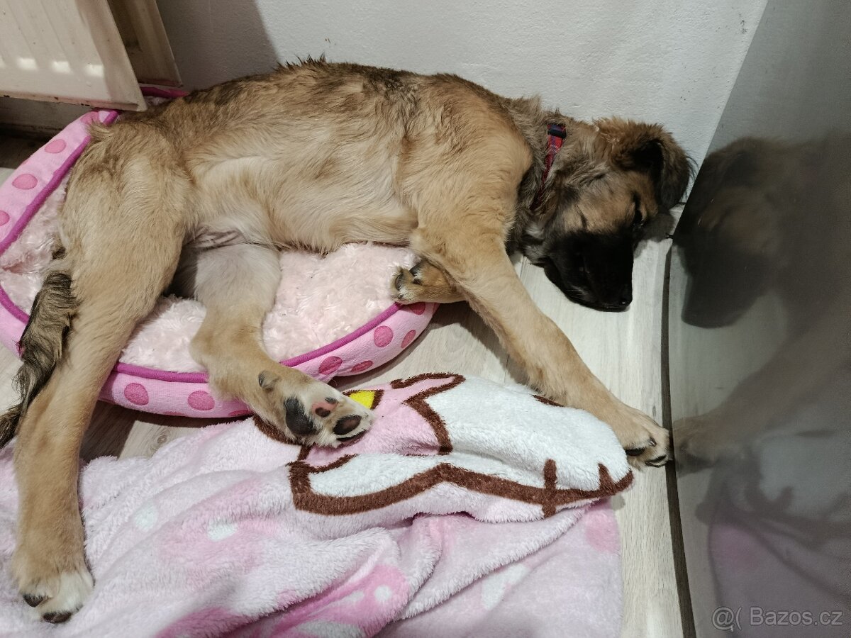 Prodám štěňátko - 2