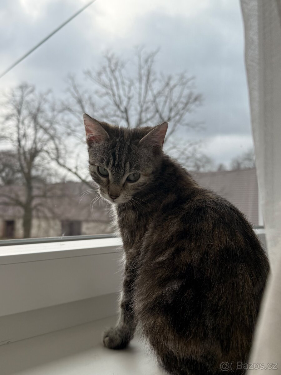 Daruji do dobrých rukou dvě kočičky - 2