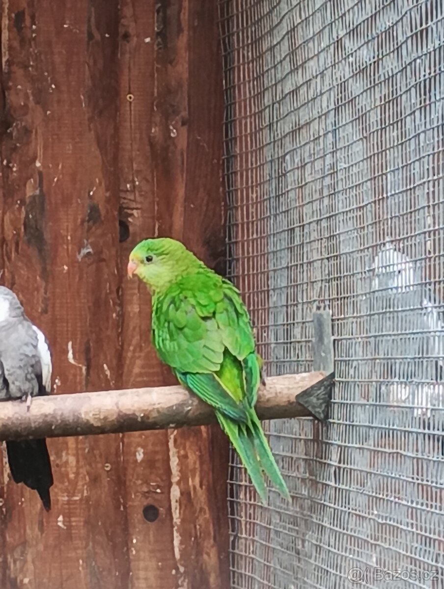 Papoušek nádherný 1.0 - 2