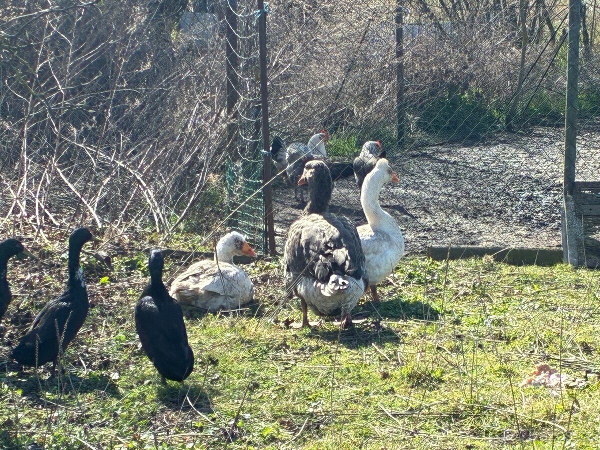 Prodám husy a housera - 2