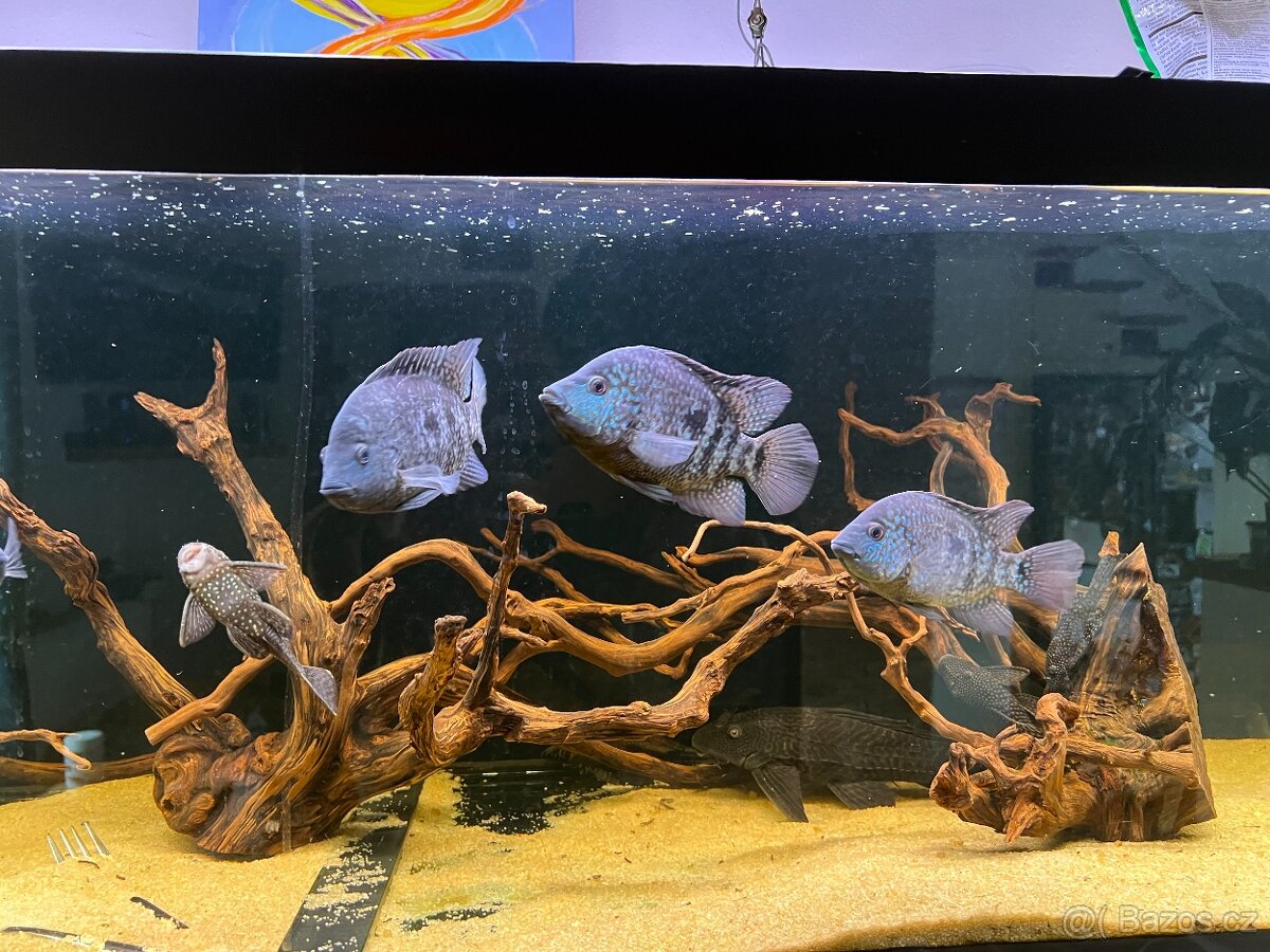 Gibiceps - hnědý - 2