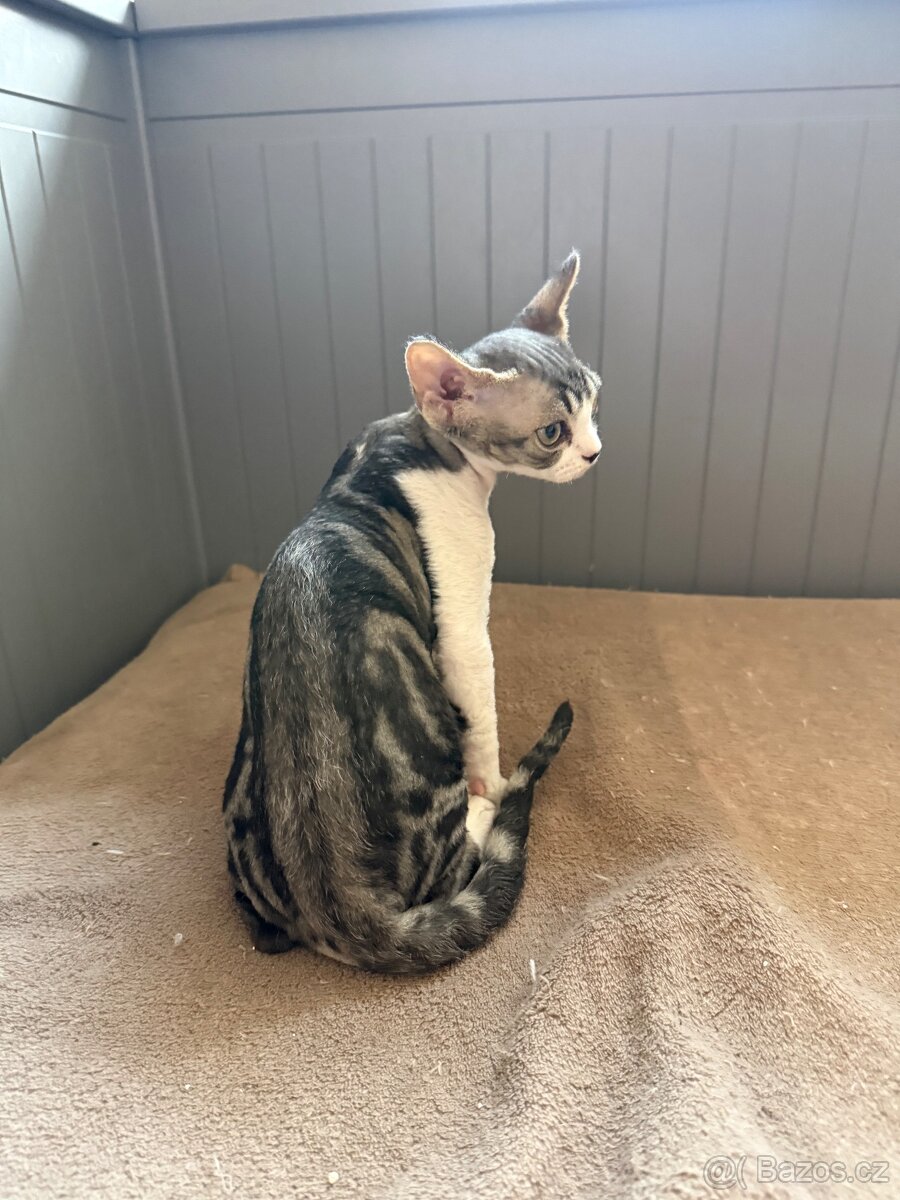 Devon Rex s PP Kočička - 2