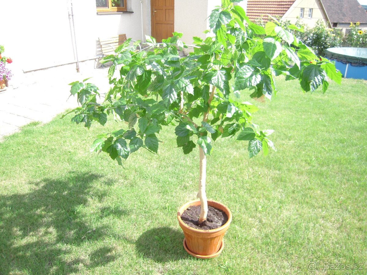 Ibišek pokojový - 2