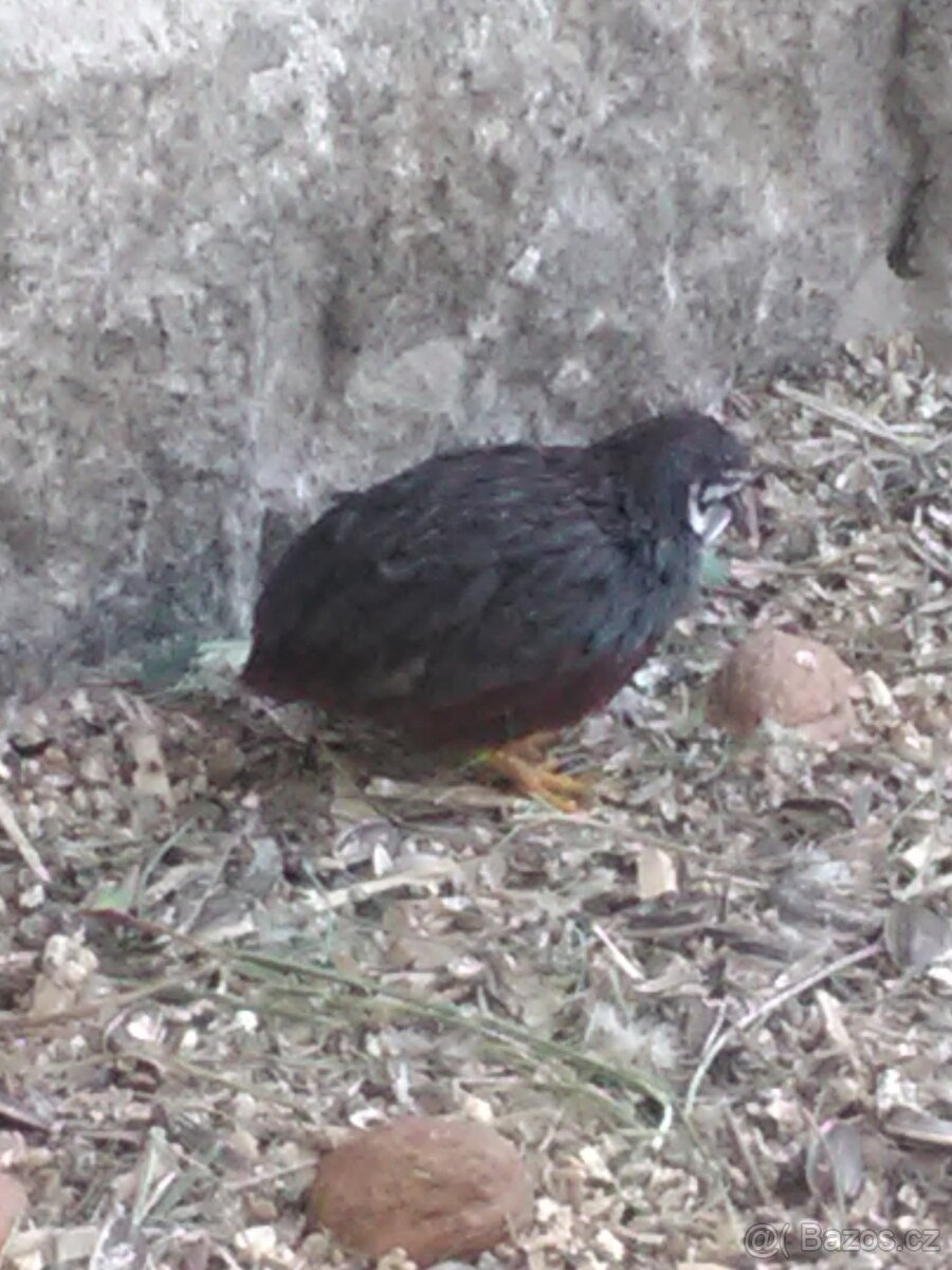 KŘEPELKA ČÍNSKÁ - 2