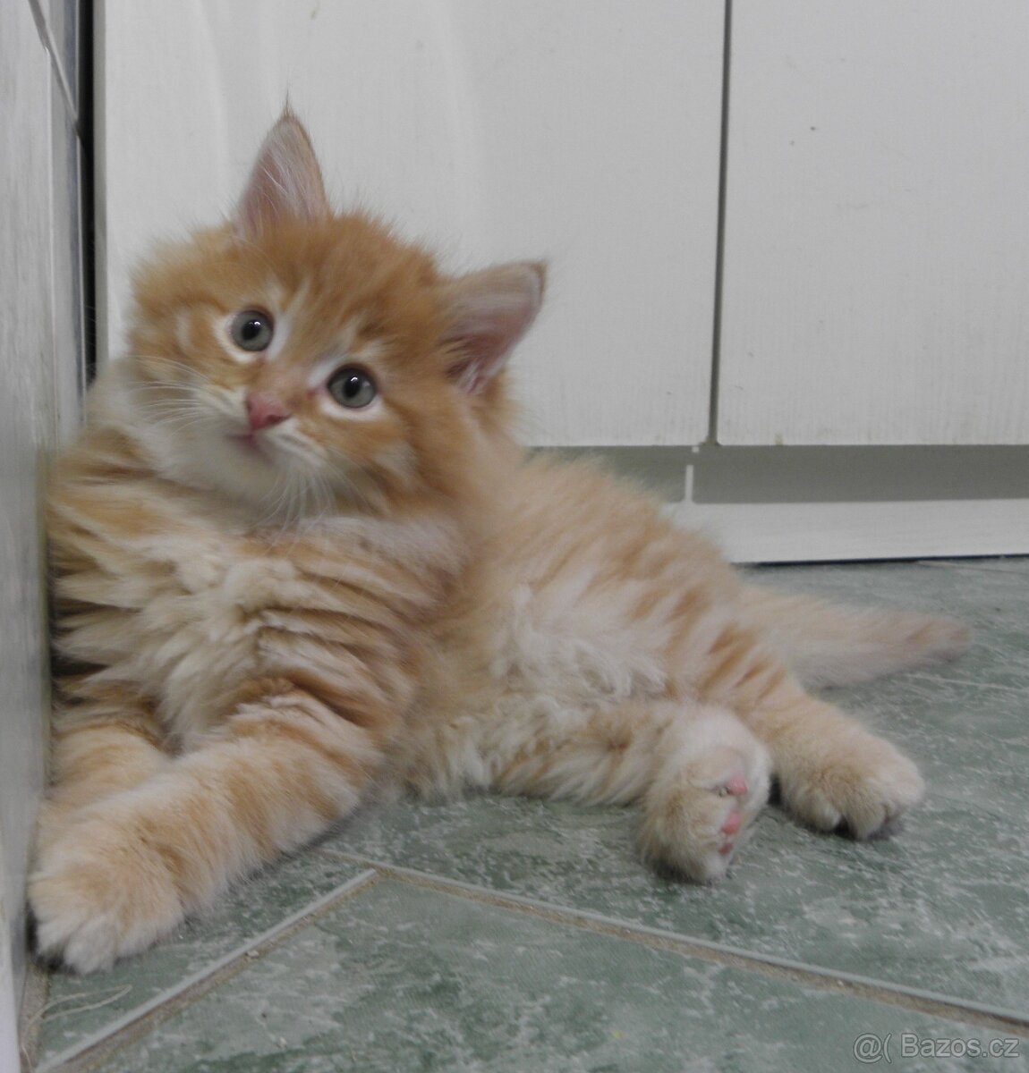 Sibiřská koťata - 2