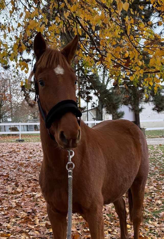 Mladá kobylka s polovičným pôvodom - 2