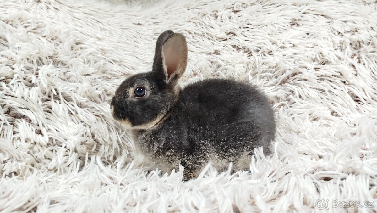Zakrslý králík, králíček-(REX)-DAISY - 2