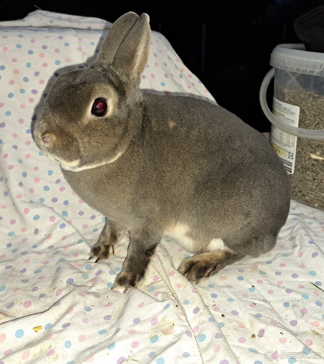 Zakrslý rex divoce modrý - 2