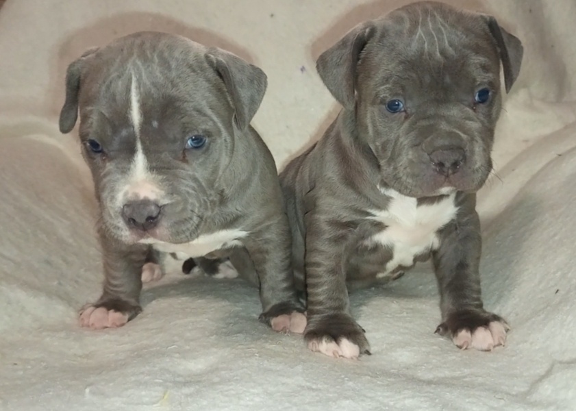 Americký stafordshirský teriér modrý - 2