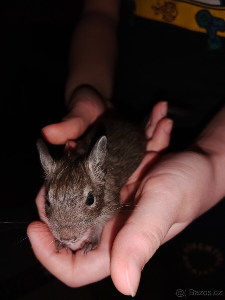 Osmák degu - 2