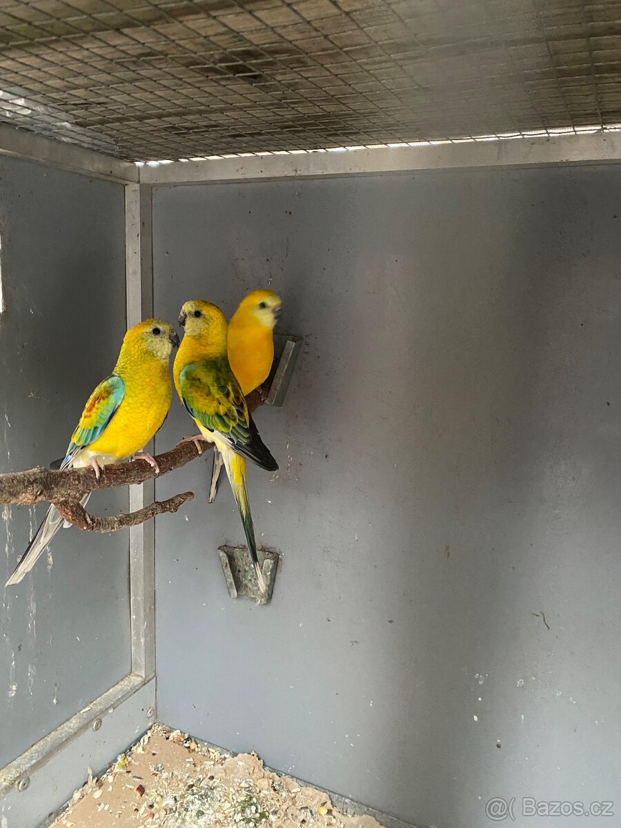 Papoušek zpěvavý - 2