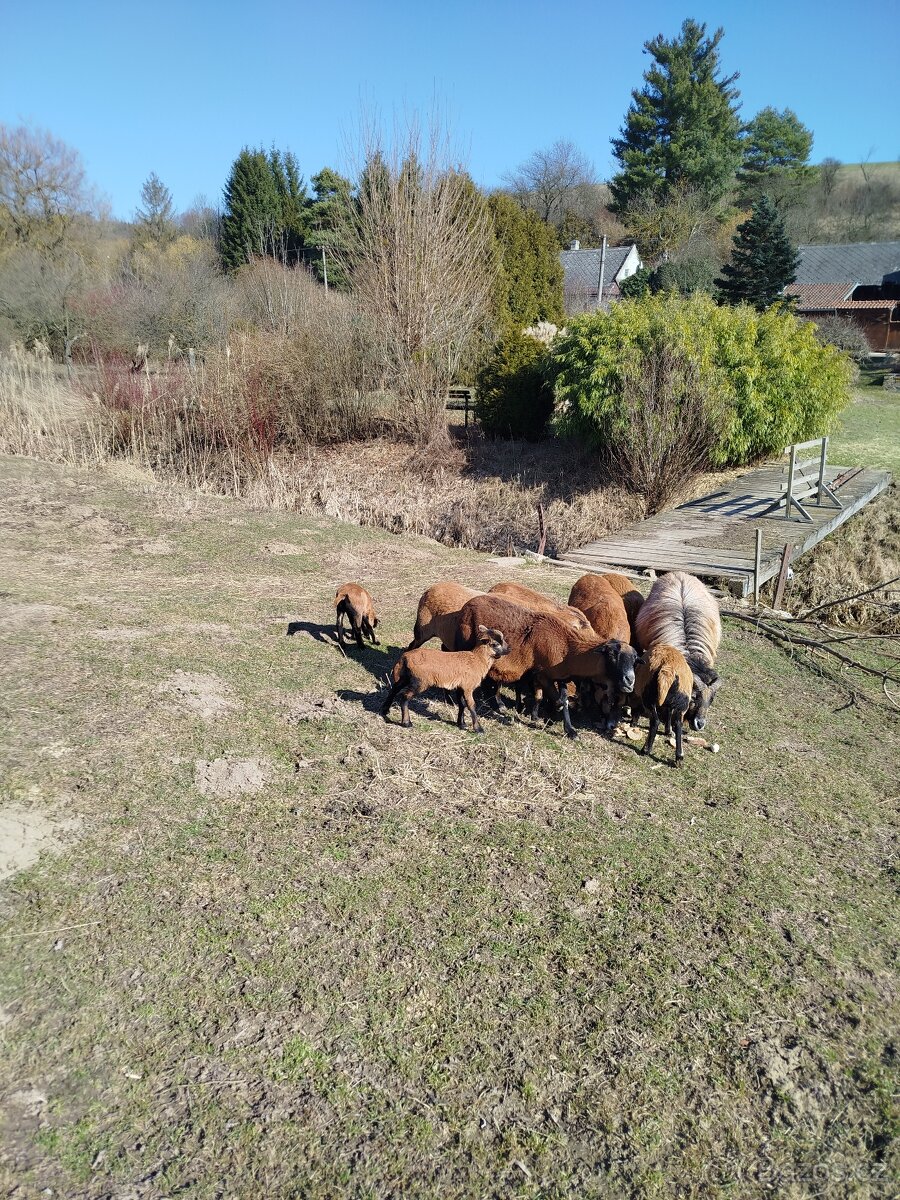 Kamerunské ovce - 2