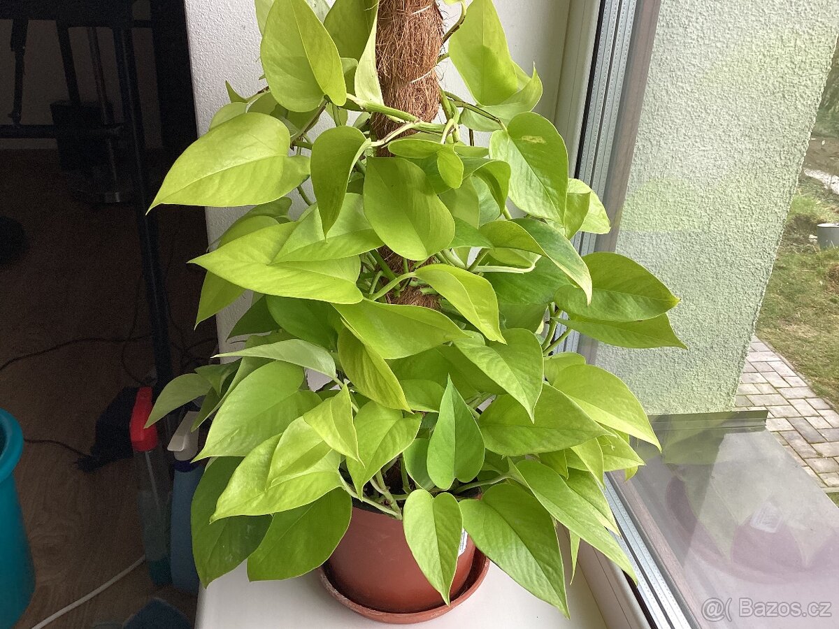 Epipremnum Neon 80 cm vyska - 2