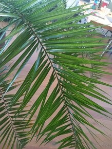 Palma o výšce cca 2,5 m - 2