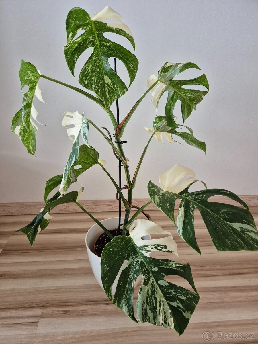 Monstera albo variegata - 2