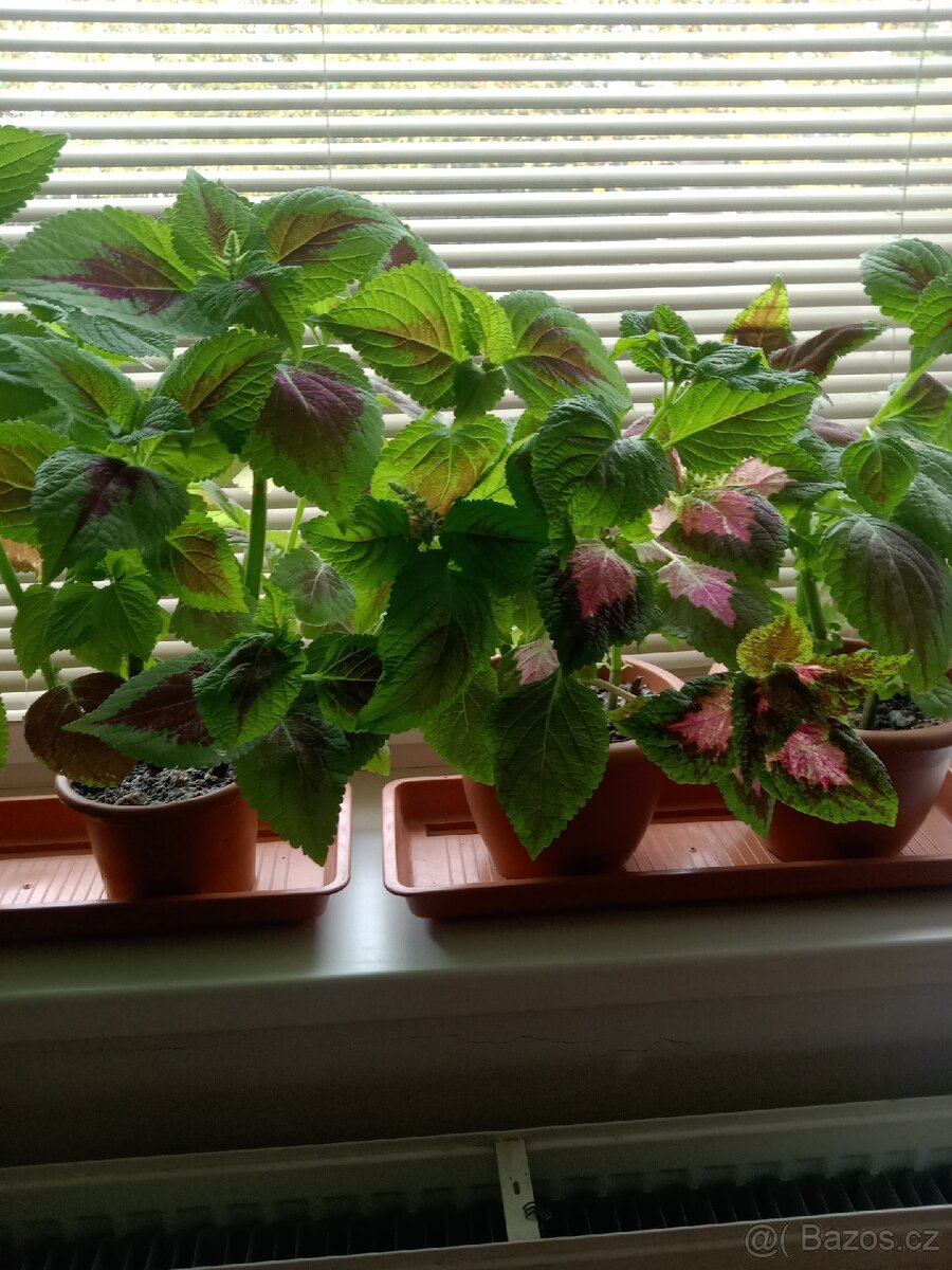 Africké kopřivy - 2