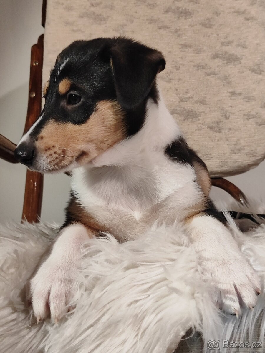 krátkosrstá kólie - 2