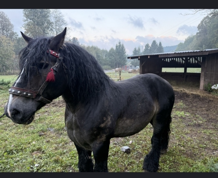 „Překrásný hřebec na práci v lese“ - 2