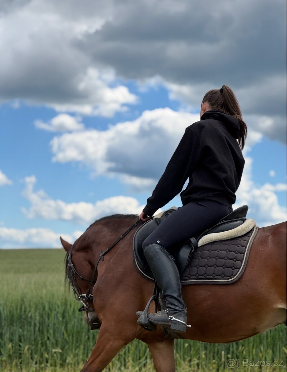 Český sportovní pony - 2