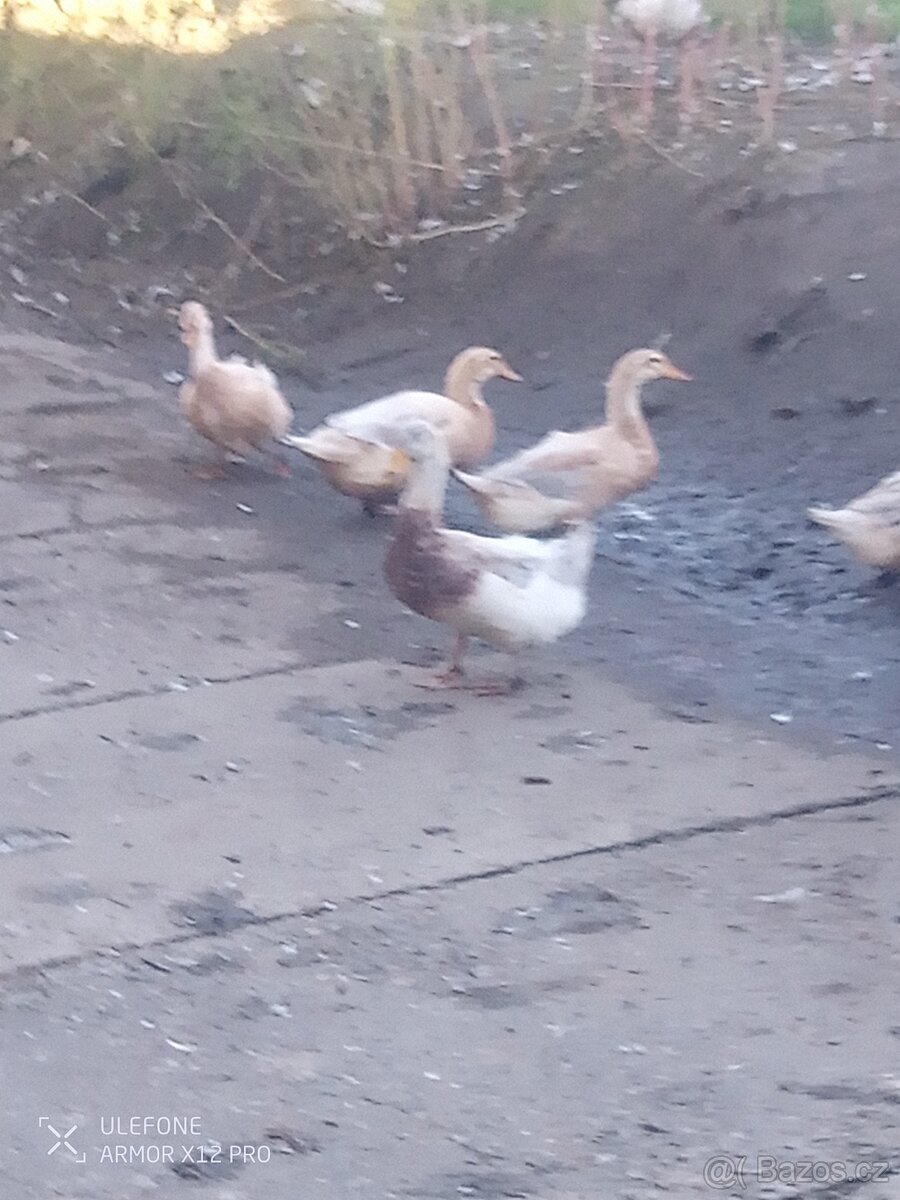 Saské kachny - 2