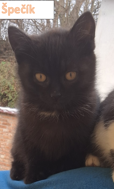 Darujeme koťátko - 2