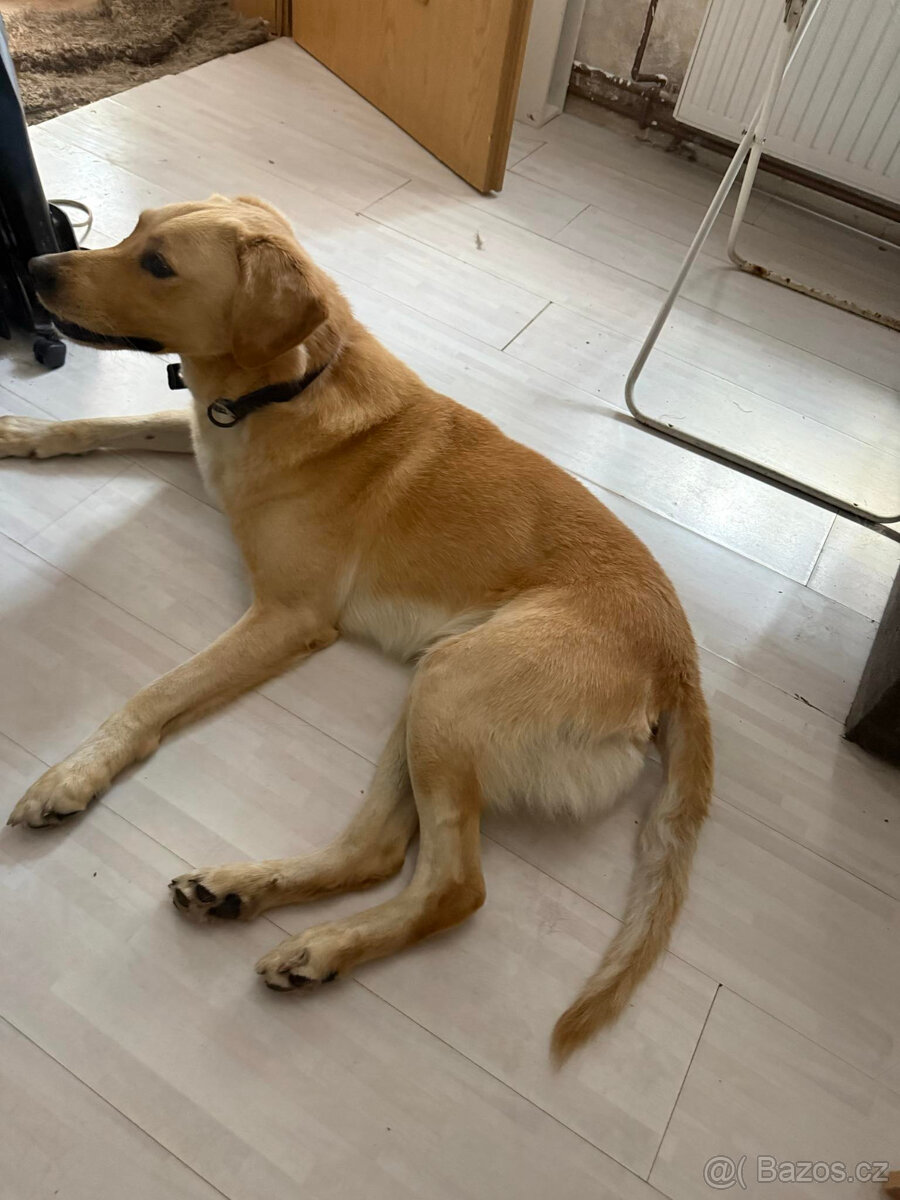 Zlatý Retrívr - 2