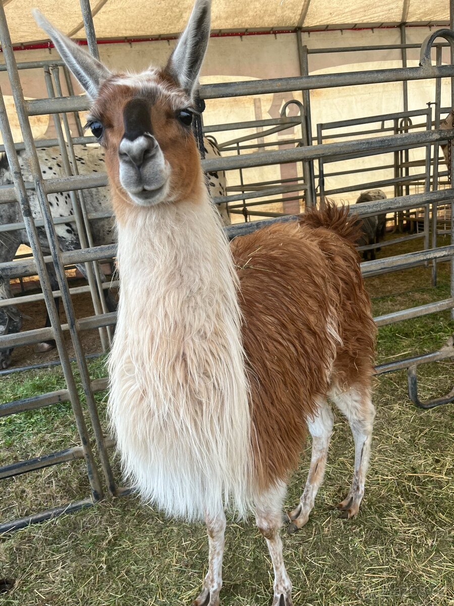 Prodám lamu krotkou - 2