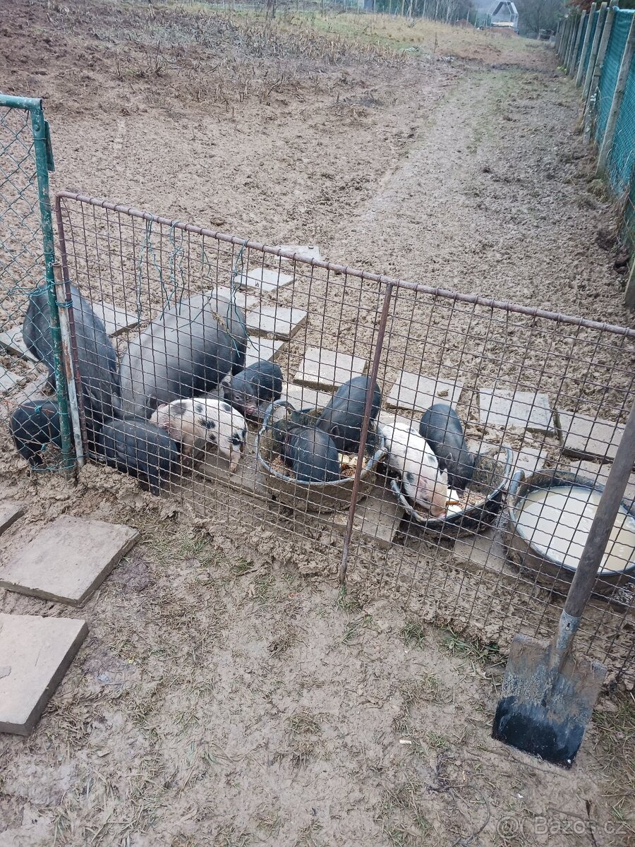 Selata vietnamského prasete - 2