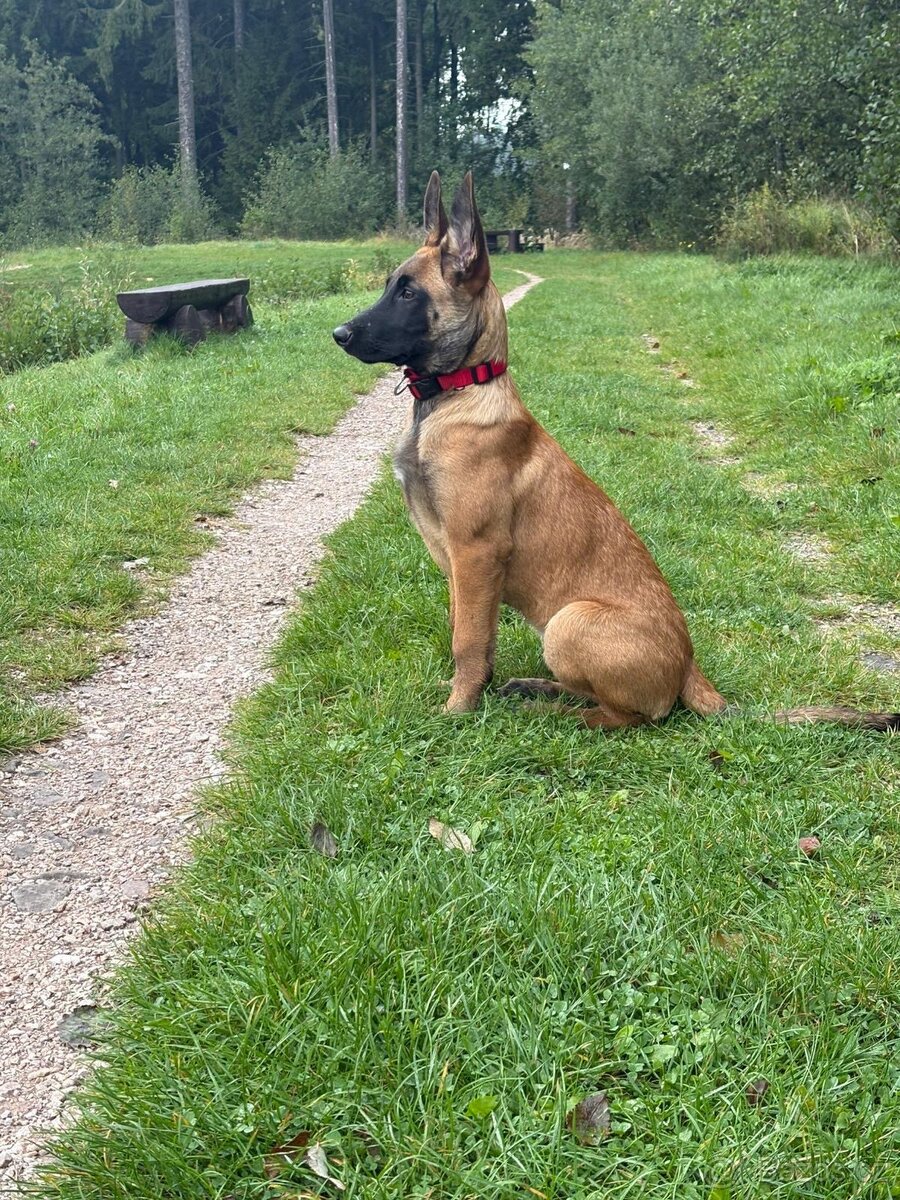 Daruji malinoise - 2