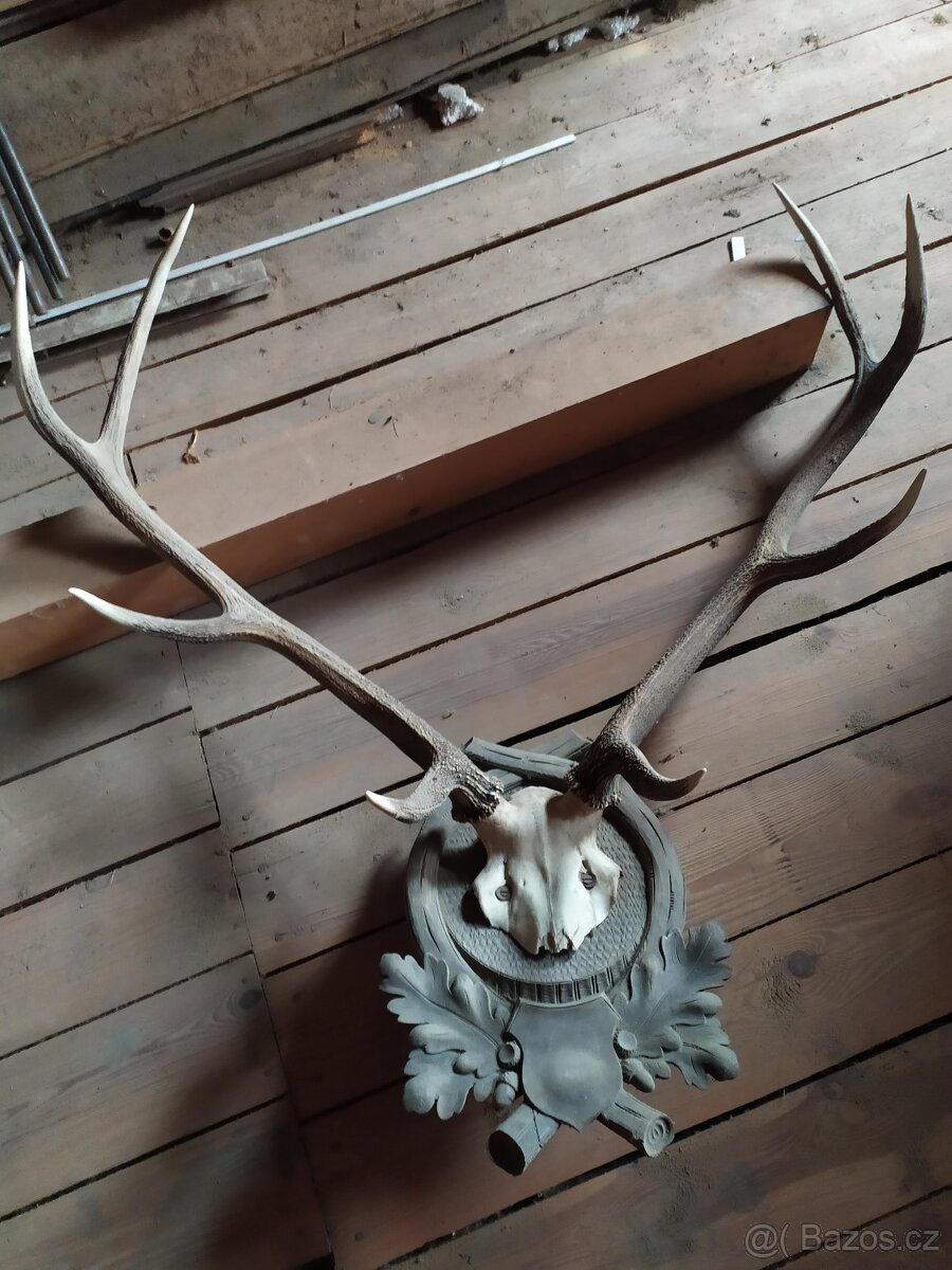 JELENÍ PAROŽÍ - 2