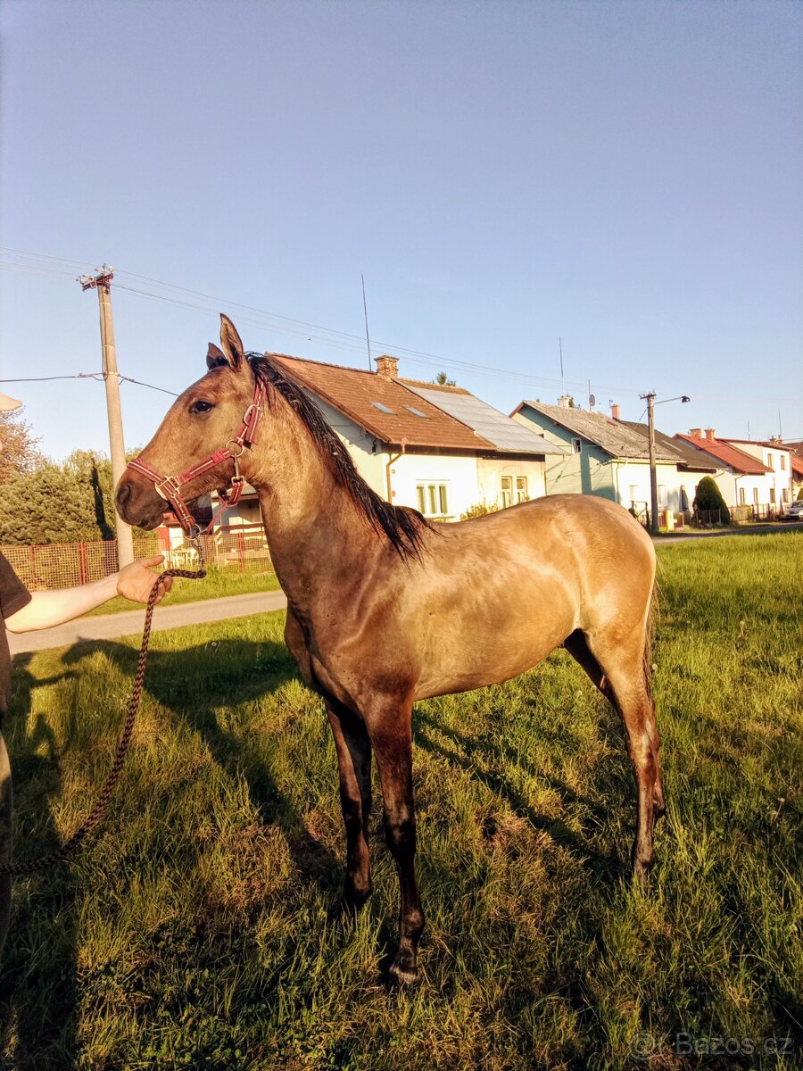 arabský plnokrevník - 2