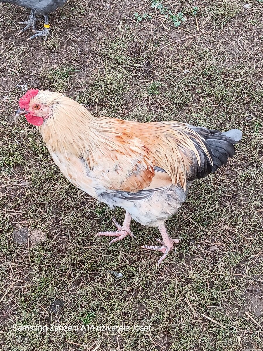 Araukana,Švédská květina - 2