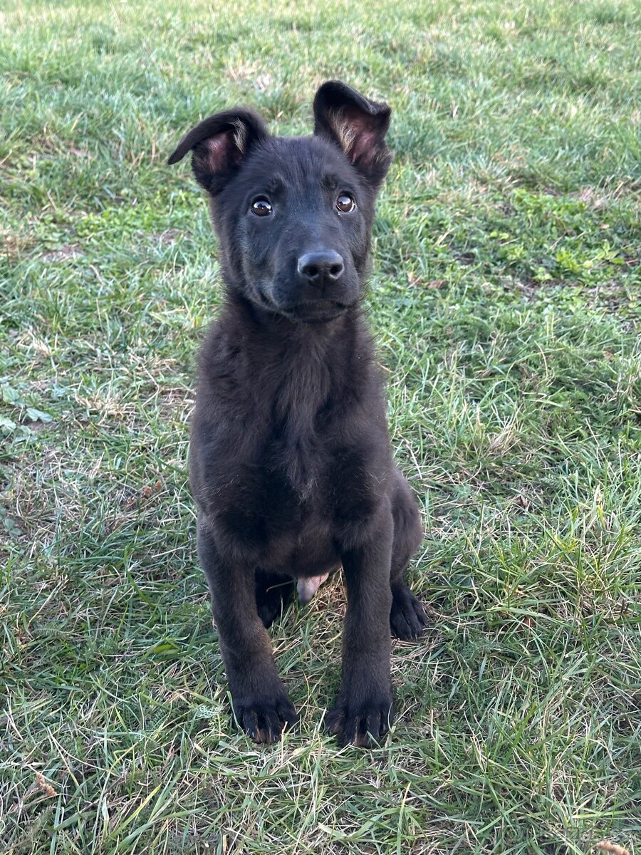 Německý ovčák - 2