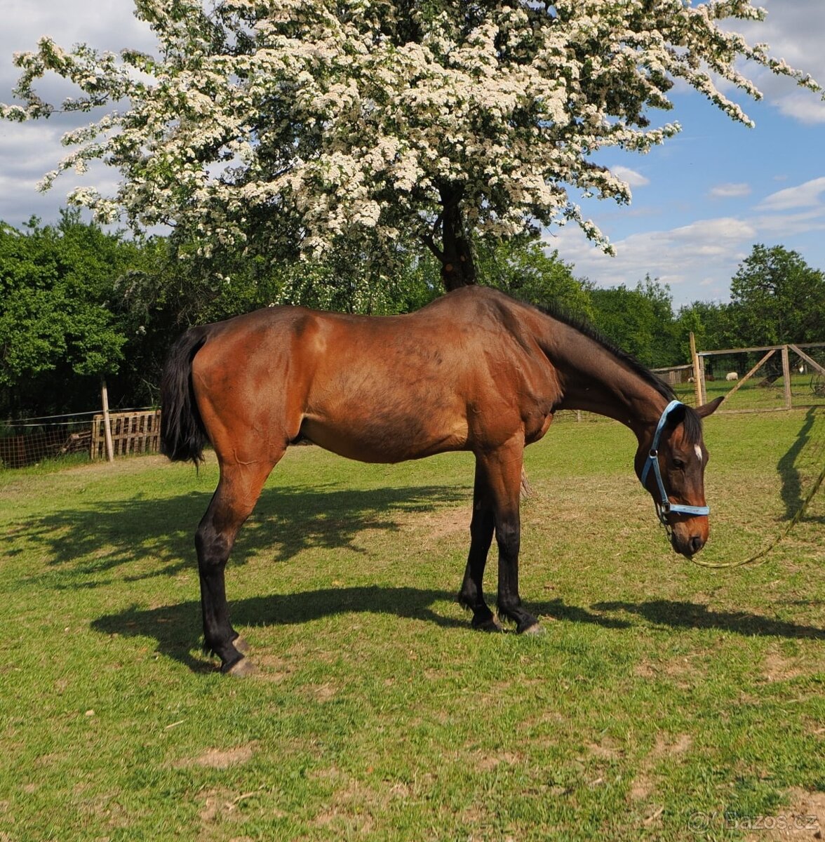 Valach A 1/1 Médium - 2