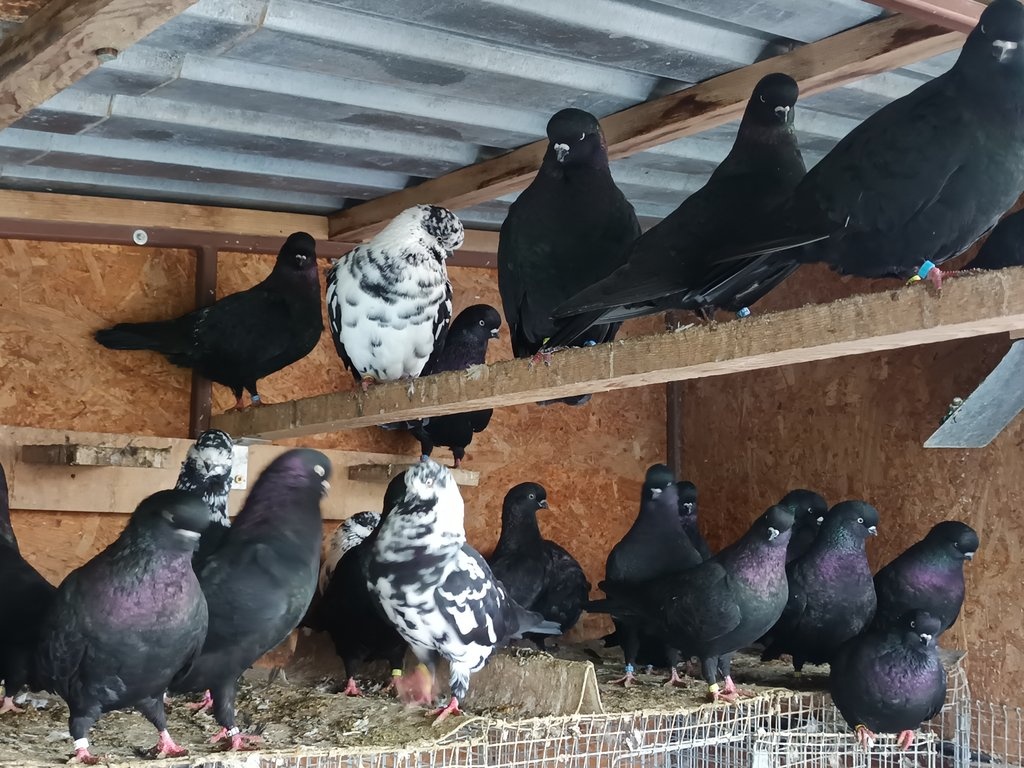 Výstavní tippler - 2