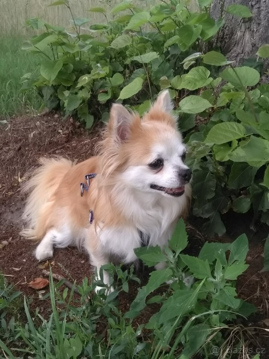 Čivava dlouhosrstá koupím - 2