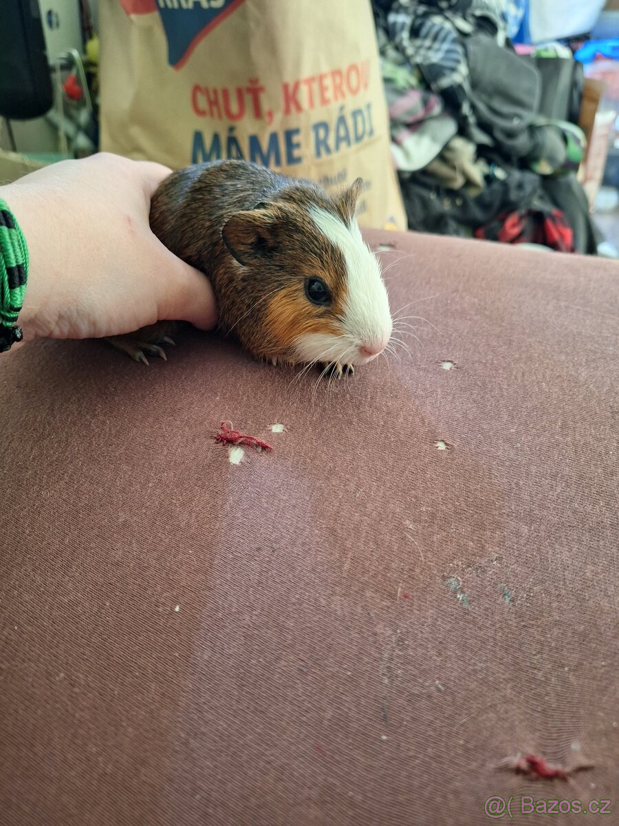 Mláďata morčat samci - 2