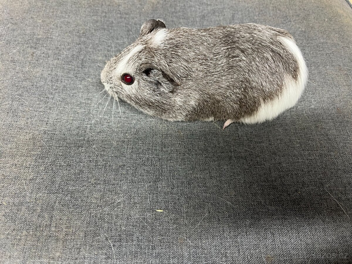 Morče, morčata - hladká, prodej - 2