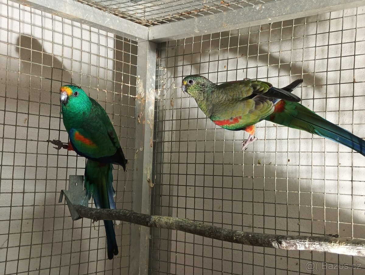 Prodám papoušky mnohobarvé - 2