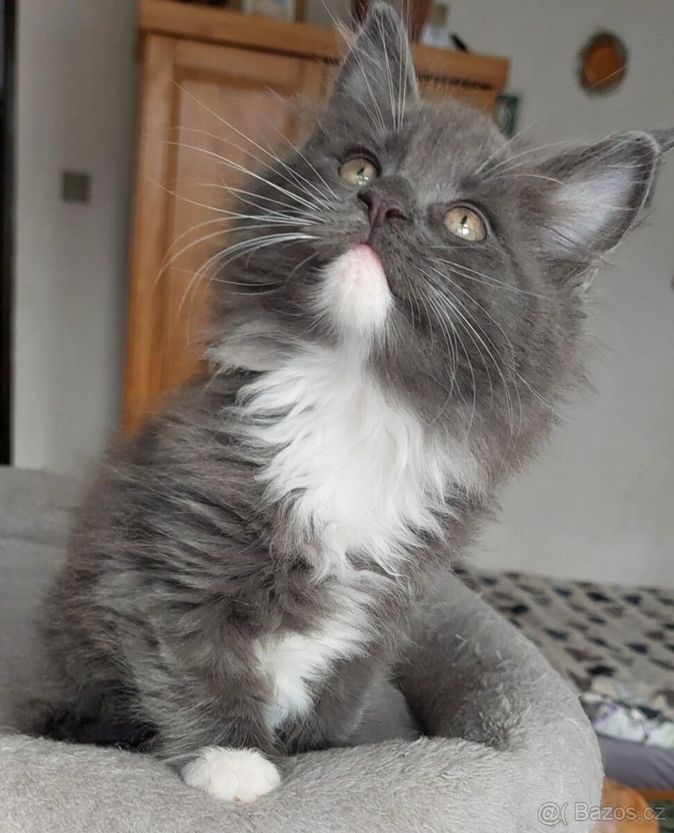 Prodám koťátko Maiské mývalí kočky s PP - 2