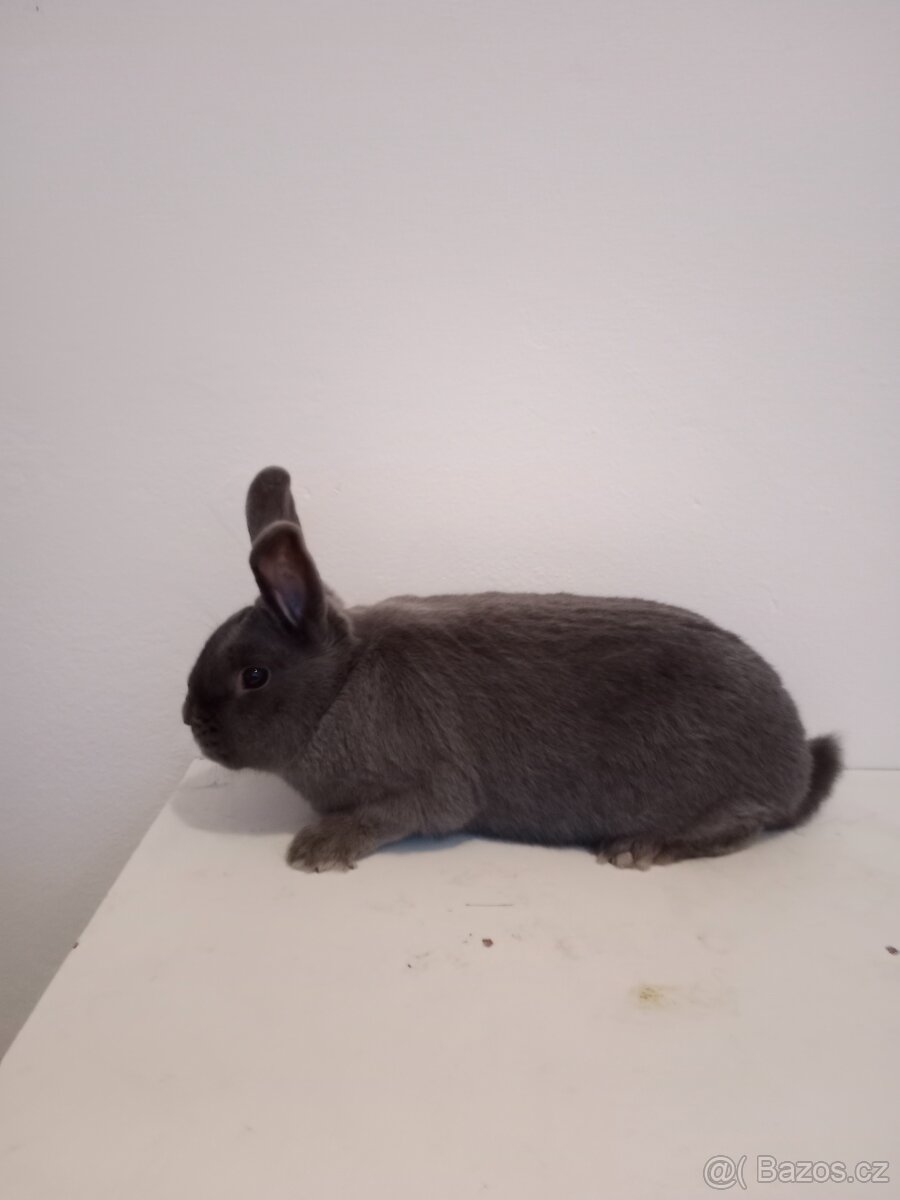 Holíčský modrý - 2