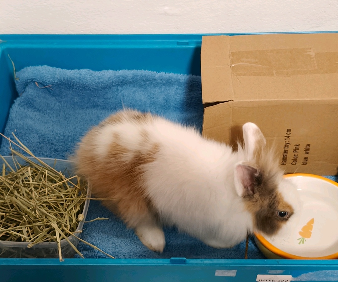 Prodám zakrslý králík kluk - 2