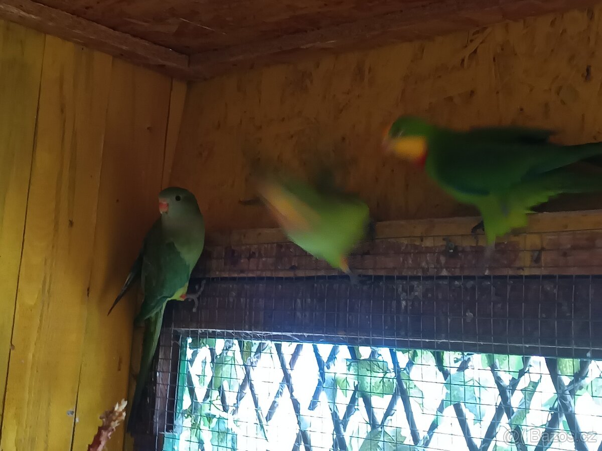 Papoušek nádherný - 2