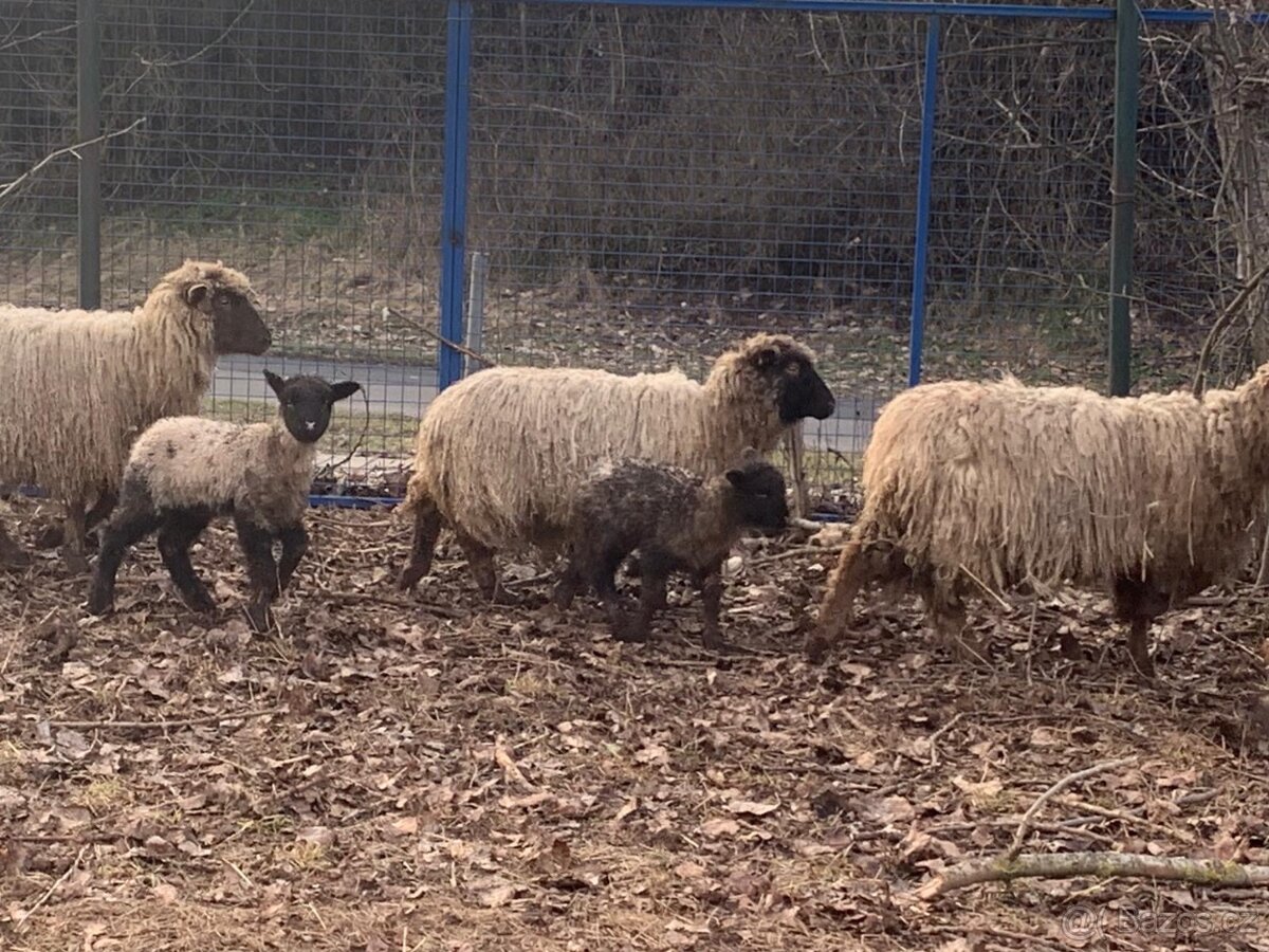 prodám jehňata s matkou - 2