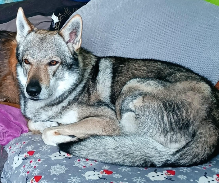 Československý vlčák s PP - 2