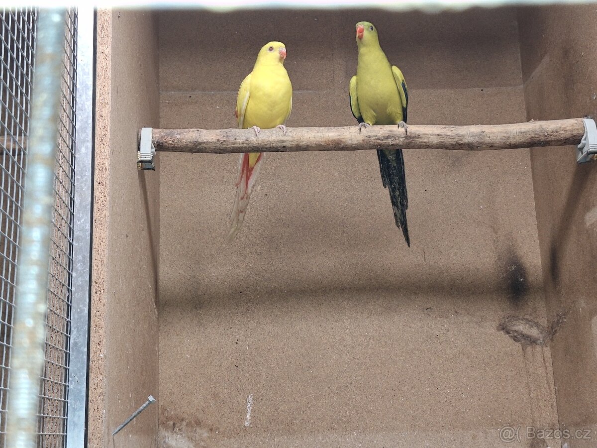 Papoušek horský - kouřový - 2